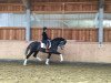 dressage horse Zamani YET (Pura Raza Espanola (PRE), 2014, from Embajador XXX)