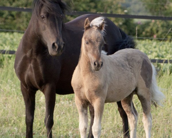 Deckhengst Jaro MK (Deutsches Classic Pony, 2013, von East-Dikes Joker)