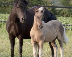 stallion Jaro MK (German Classic Pony, 2013, from East-Dikes Joker)