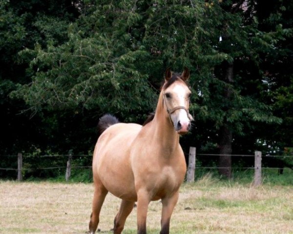 horse Riva de Luxe (unknown, 2008, from FS Champion de Luxe)