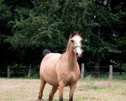 broodmare Riva de Luxe (unknown, 2008, from FS Champion de Luxe)