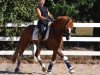 Deckhengst Charming Shadow (Deutsches Reitpony, 2014, von FS Dodge City)