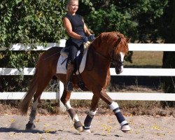 stallion Charming Shadow (German Riding Pony, 2014, from FS Dodge City)