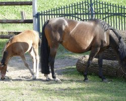 broodmare Nadona (Westphalian, 2006, from Nabucco R)