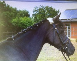 broodmare Neele (German Riding Pony, 2008, from Nabucco R)