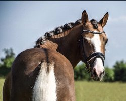 dressage horse Colourfull Cannonball (German Riding Pony, 2011, from Can Dance 3)