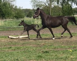 Pferd R´Harmonie (Deutsches Reitpony, 2012, von FS Golden Highlight)