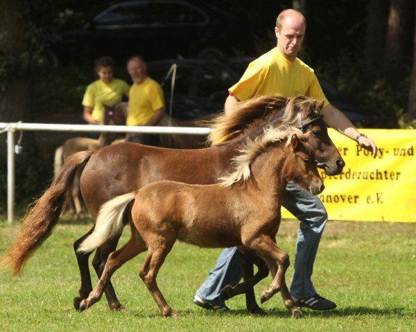 Deckhengst Bacardi MK (Deutsches Classic Pony, 2016, von Blastou v.Clus)