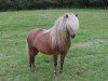 Deckhengst Blastou v.Clus (Dt.Part-bred Shetland Pony, 1997, von Billy)