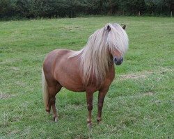 stallion Blastou v.Clus (Dt.Part-bred Shetland pony, 1997, from Billy)