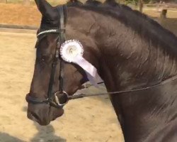 dressage horse Handsome 12 (Hanoverian, 2013, from Hochadel)