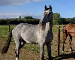 jumper Aljosha (Hanoverian, 2016, from Alaba 2)