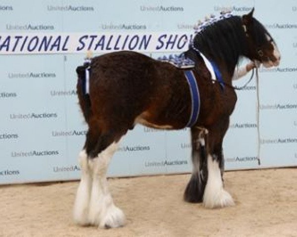 stallion Collessie Whinhill President (Clydesdale,  , from Collessie Cut Above)