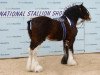 stallion Collessie Whinhill President (Clydesdale,  , from Collessie Cut Above)