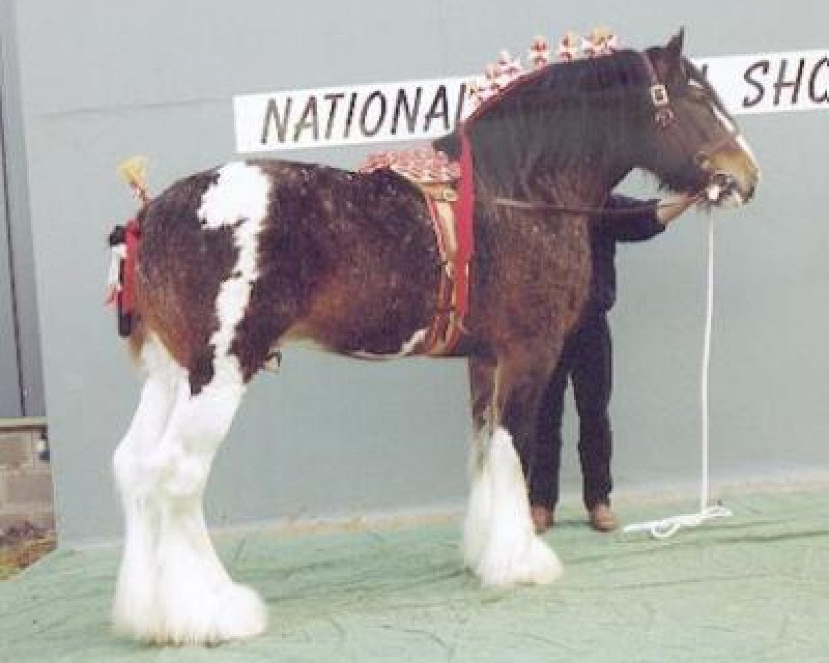 Deckhengst Collessie Independent (Clydesdale, 1994, von Quaker Ambassador)