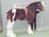 stallion Collessie Independent (Clydesdale, 1994, from Quaker Ambassador)