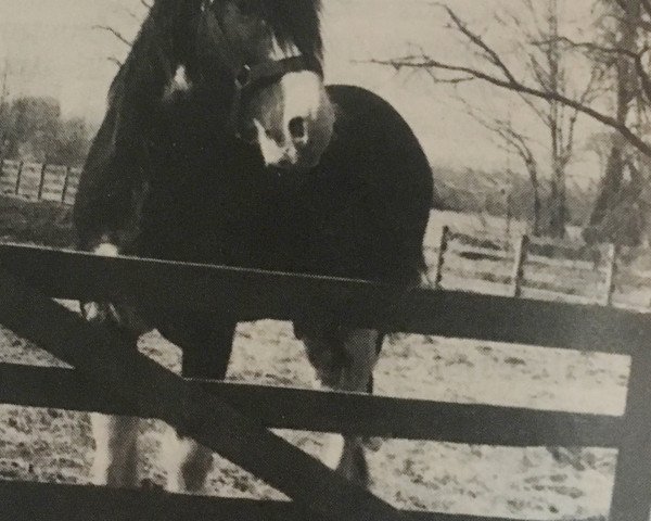 Deckhengst Bardrill Black Diamond (Clydesdale, 1980, von Balwill Grandeur)