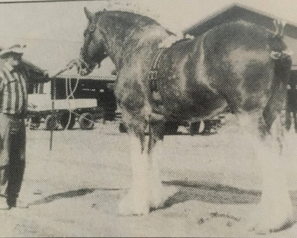 Deckhengst Bardrill Benefactor (Clydesdale, 1977, von Bardrill Enterprise)