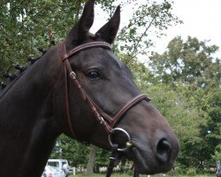 dressage horse Solinero 2 (Trakehner, 2009, from Hofrat)