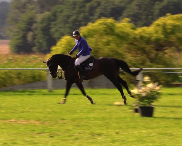 Reitturnier Baschütz bei Bautzen 2017