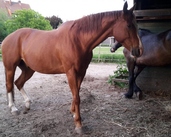 horse Little Joe (Quarter Horse,  )