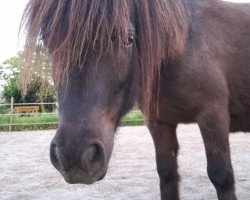 horse Oscar (Shetland Pony,  )