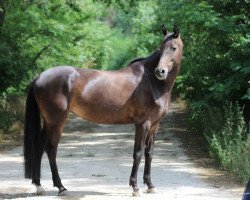 dressage horse Confident of Victory 2 (German Sport Horse, 2012, from Casskeni II)