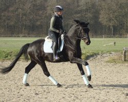 dressage horse Dax (nicht eingetragen) (Hanoverian, 2015, from Dynamo 20)