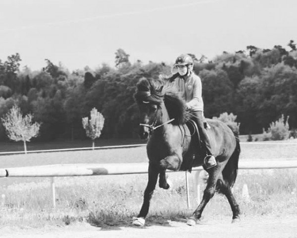 broodmare Gjola fra Fageräng 149 ISL (Iceland Horse, 1992, from Denni fra Ytra-Skördugili 11 ISL)