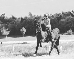 broodmare Gjola fra Fageräng 149 ISL (Iceland Horse, 1992, from Denni fra Ytra-Skördugili 11 ISL)