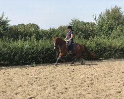 dressage horse Dornik‘s Davino (German Riding Pony, 2013, from Dornik B)