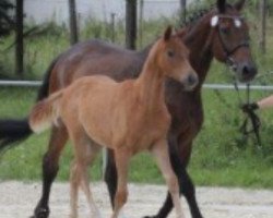 broodmare Fatima (Hanoverian, 1995, from Feiner Stern)