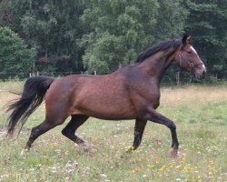 broodmare Boette (Swedish Warmblood, 1996, from Bolero)