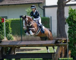 Springpferd Betty Boo 14 (Deutsches Reitpony, 2007, von Best Boy)