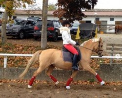 broodmare Hilkens Marisa (German Riding Pony, 2010, from Danny Gold)