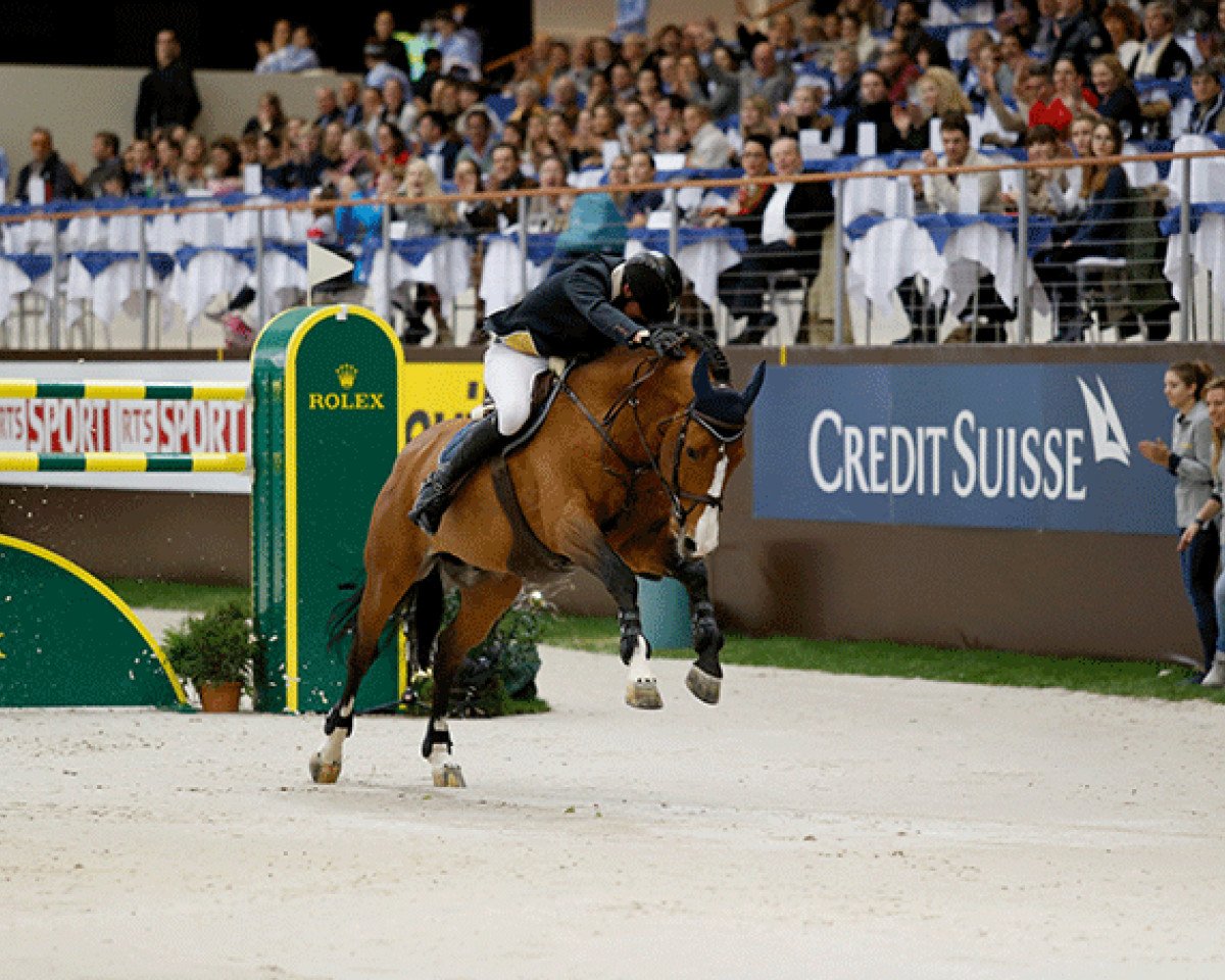stallion Wiveau M (KWPN (Royal Dutch Sporthorse), 2003, from Niveau)