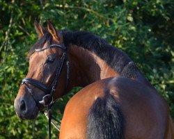 dressage horse Fort Ross (Oldenburg, 2011, from Fürst Romancier)