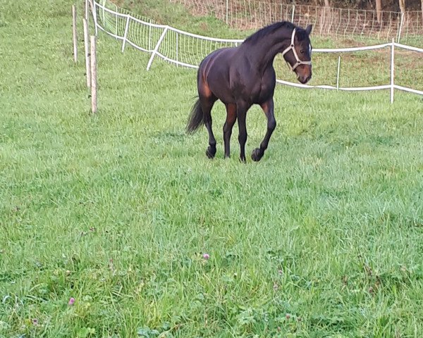 dressage horse Dol de Bretagne (German Sport Horse, 2009, from Drakdream)