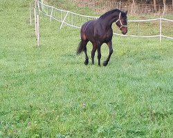 dressage horse Dol de Bretagne (German Sport Horse, 2009, from Drakdream)