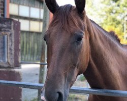 dressage horse Daenerys B (Hanoverian, 2014, from Don Frederico)