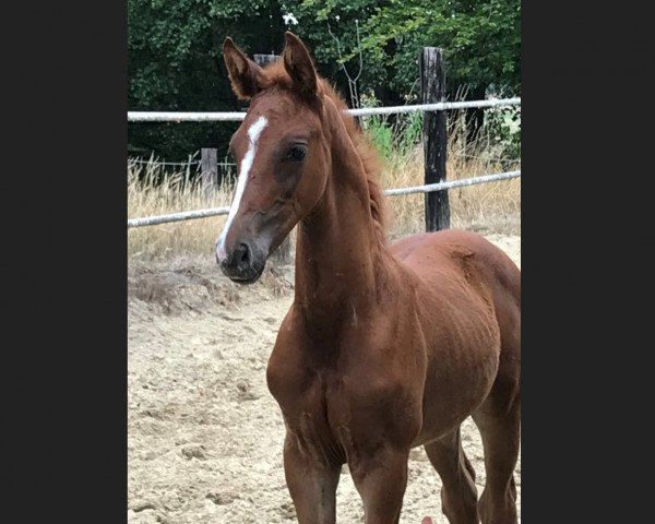 dressage horse Zamour (Westphalian, 2018, from Zoom)