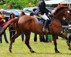 broodmare Naganpo (Hanoverian, 1997, from Nagano)