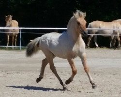 horse Kamillo vom Herrnwiesenhof (Fjord Horse, 2015, from Kristofferson)