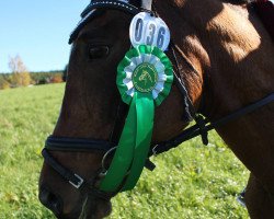 broodmare Fantasie (German Riding Pony, 1996, from Melotto xx)