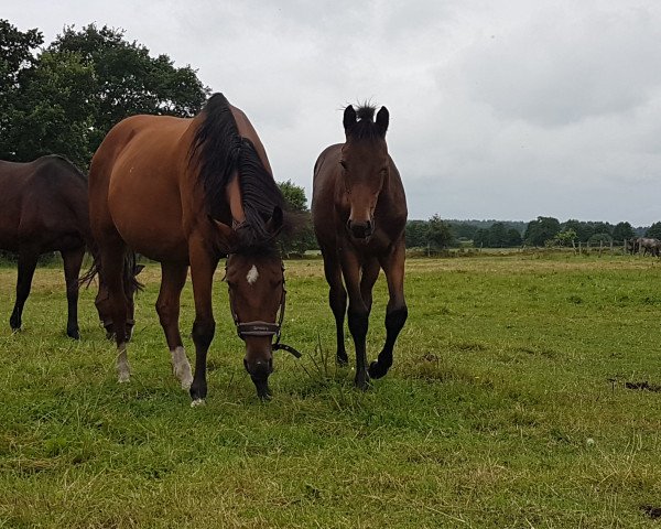 broodmare Maybe (Hanoverian, 2002, from Magic Boy)