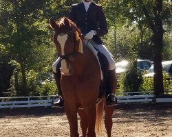 dressage horse Fumagalli 6 (Oldenburg, 2010, from Fernando Torres)