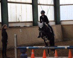 dressage horse Maximilian 144 (German Warmblood, 2002, from Unbekannt)