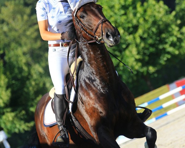 broodmare Cormint's Estell (Holsteiner, 2008, from Cormint)