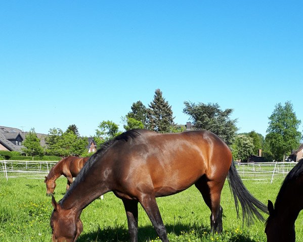 dressage horse Rock my heart (Westphalian, 2014, from Rock Forever NRW)