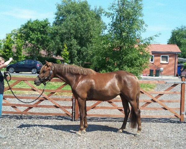 broodmare Fredens Carmine Kiss (German Riding Pony, 2015, from Petit Magic Moment)